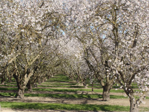 Colourful apricot trees in Porreres.