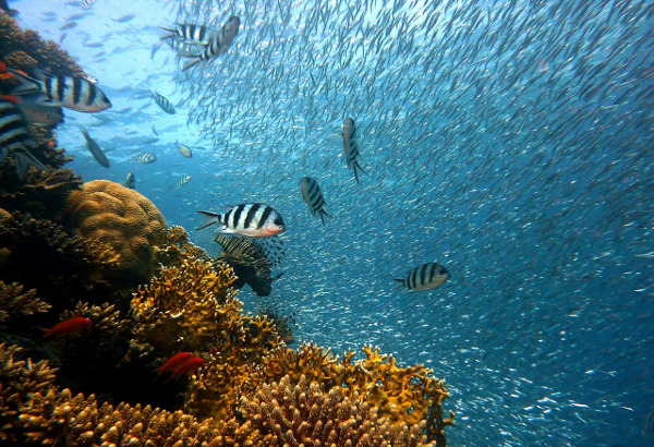 A dream for divers is the great variety of species in front of Majorca's coasts.