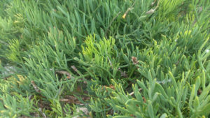 Its grey-green, elongated leaves and pale yellow flowers are similar to those of the fennel.