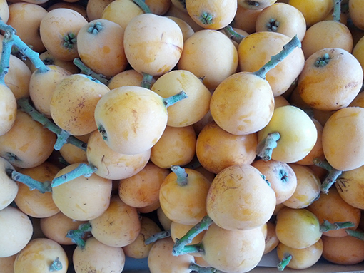 In the Spanish weekly markets loquats can be found in large quantities.