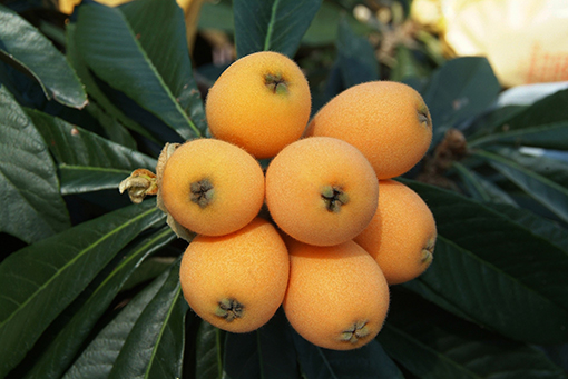 Loquats grow in bundles on an evergreen tree.