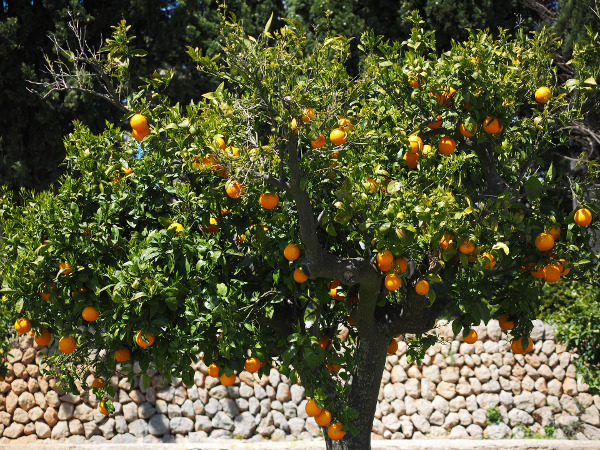 Lush orange tree in the "Valley of the Oranges".