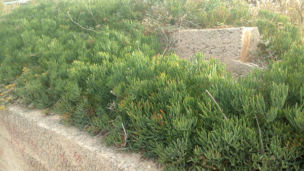 The sea-fennel is found growing wild in coastal regions.