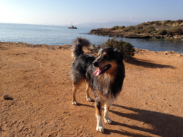 Beautiful dog beach Es Carnatge near Palma.